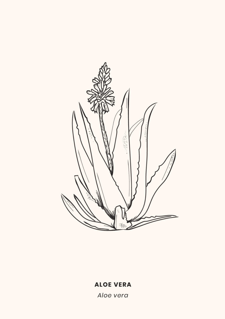 LaCamillerie_graphistereims_makeitbeauty-10