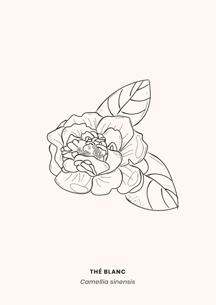 LaCamillerie_graphistereims_makeitbeauty-11