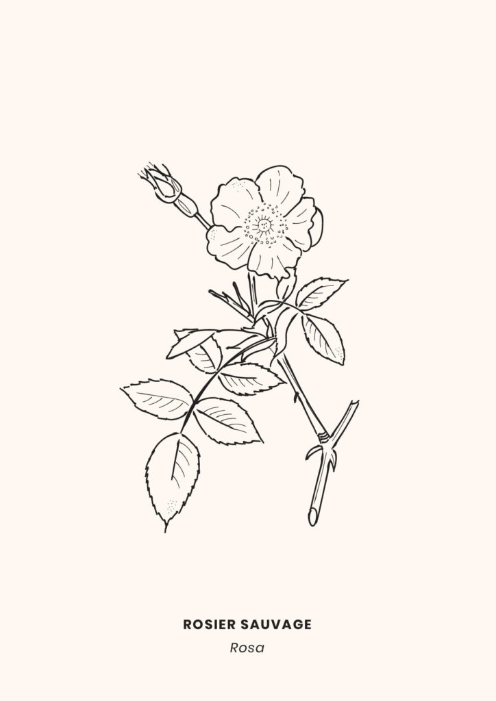 LaCamillerie_graphistereims_makeitbeauty-13