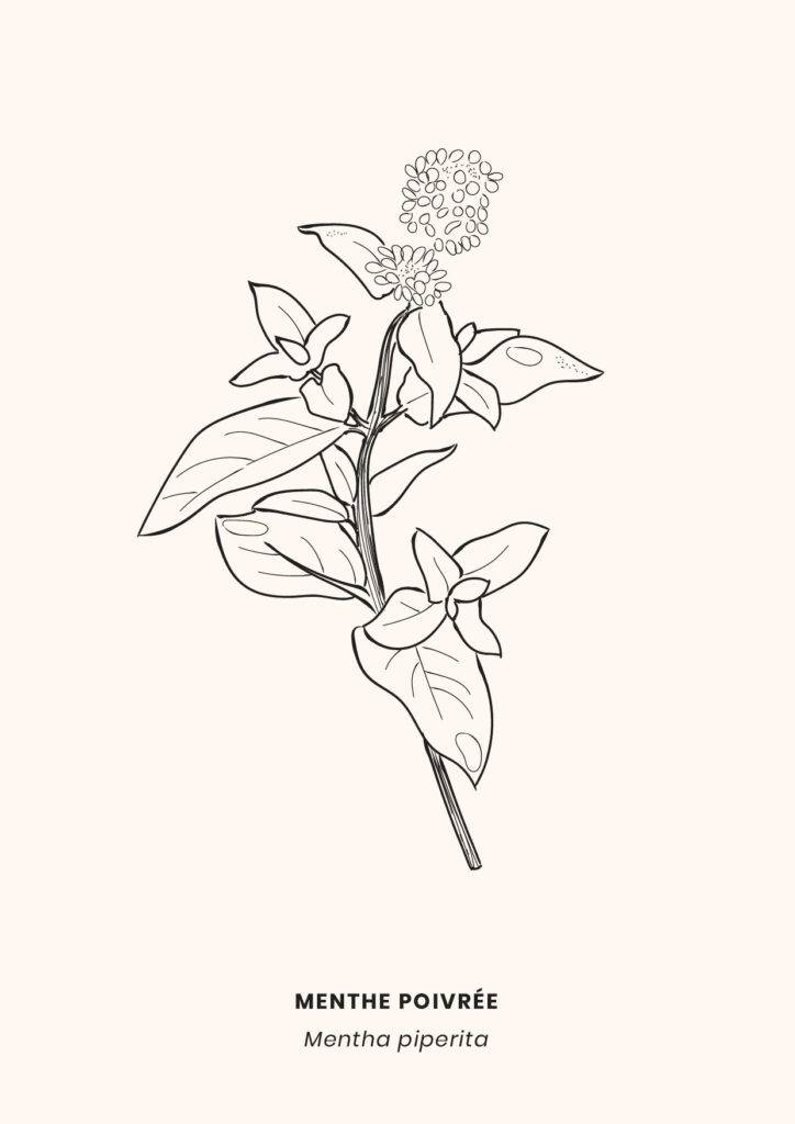 LaCamillerie_graphistereims_makeitbeauty-16